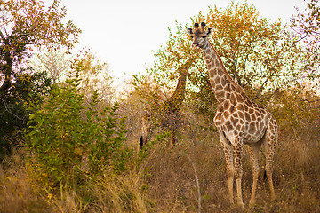 Image showing Giraffe (Giraffa camelopardalis)