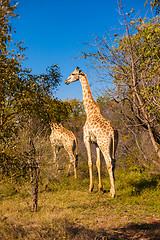 Image showing Giraffes walking