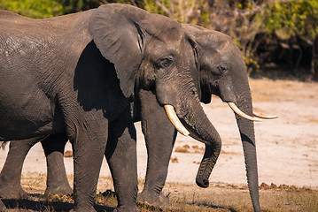 Image showing Elephant drinking