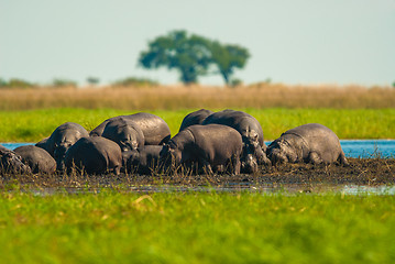 Image showing Large group of hippos in the mud