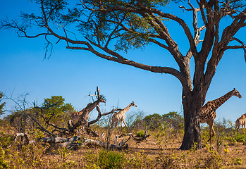 Image showing Giraffes walking