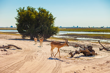 Image showing Impala walking