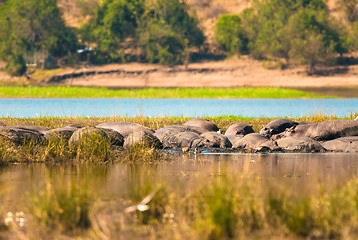 Image showing Hippopotamus group