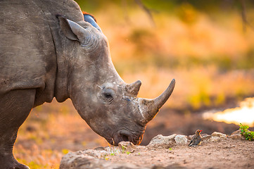 Image showing Rhino and tiny bird