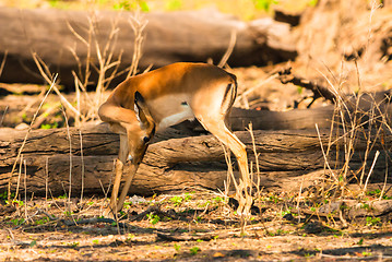 Image showing Impala ewe