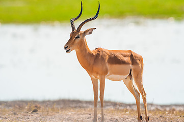 Image showing Impala