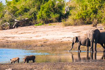 Image showing Group of elephants drinking