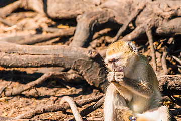 Image showing Vervet monkeys