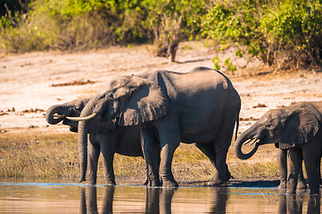 Image showing Group of elephants drinking