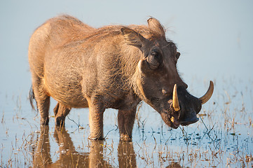 Image showing Brown hairy warthog