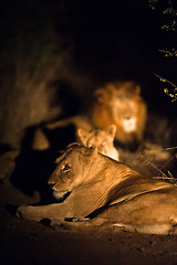 Image showing Lions at night