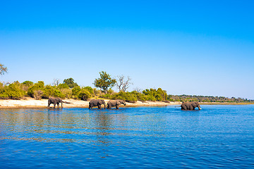 Image showing Elephants walking