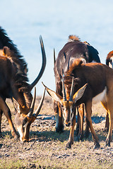 Image showing Oryx by water