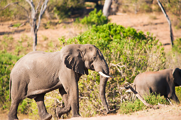 Image showing Elephant climbing hill