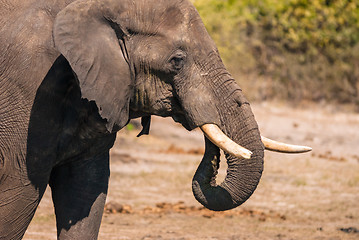 Image showing Elephant drinking