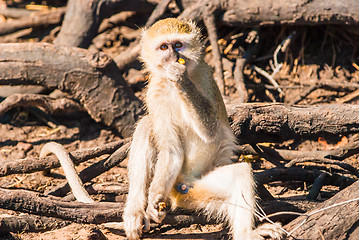 Image showing Vervet monkeys