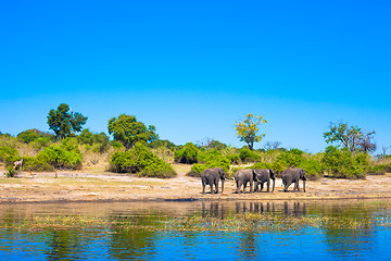 Image showing Group of elephants walking