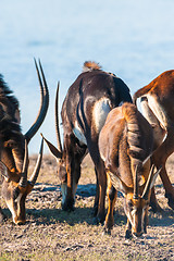 Image showing Oryx by water