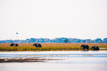 Image showing Elephants walking