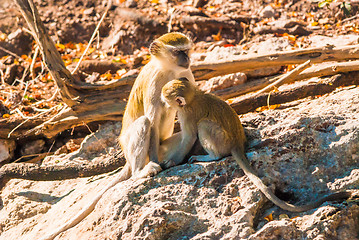 Image showing Vervet monkeys