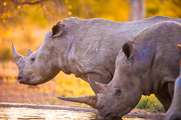 Image showing Rhinos at watering hole