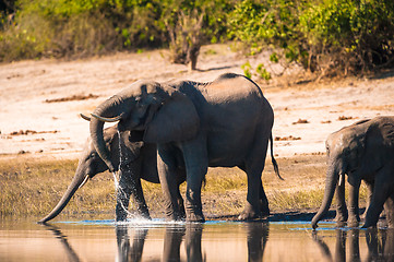 Image showing Group of elephants drinking