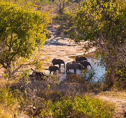 Image showing Group of elephants drinking