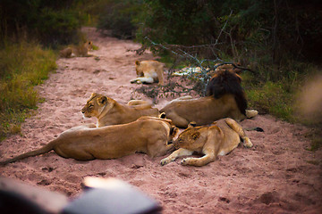 Image showing Lions resting