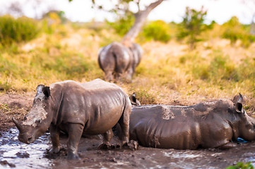 Image showing Group of rhinos in the mud