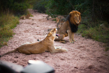 Image showing Lions resting