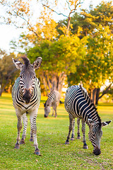 Image showing Plains zebra (Equus quagga) grazing