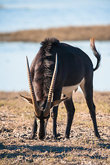 Image showing Oryx by water