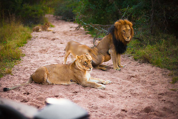 Image showing Lions resting