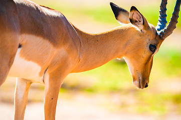 Image showing Impala