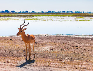 Image showing Impala