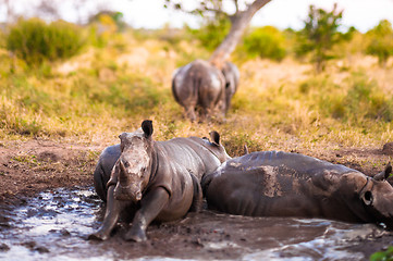 Image showing Group of rhinos in the mud