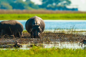 Image showing Large group of hippos in the mud