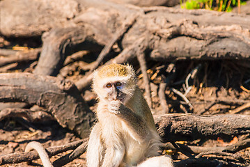 Image showing Vervet monkeys