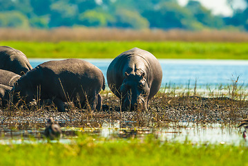 Image showing Large group of hippos in the mud