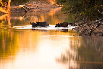 Image showing Cape buffalo in water