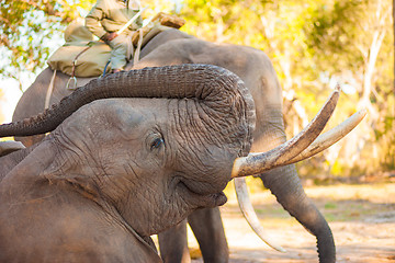 Image showing Elephant eating