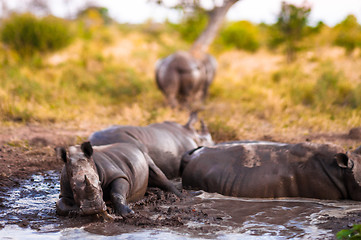 Image showing Group of rhinos in the mud