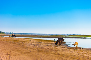 Image showing Impala, Kudu, Elephants at river