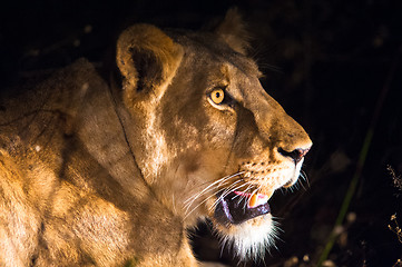 Image showing Female lion at night