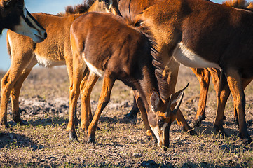 Image showing Oryx by water