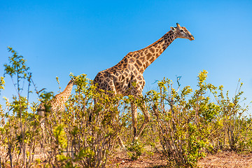 Image showing Giraffes walking