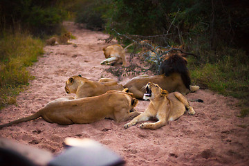 Image showing Lions resting