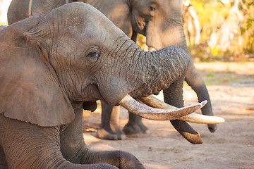 Image showing Elephant eating