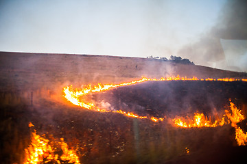 Image showing Brush fire