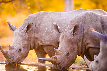 Image showing Rhinos at watering hole
